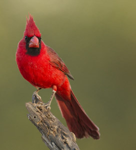 cardinal